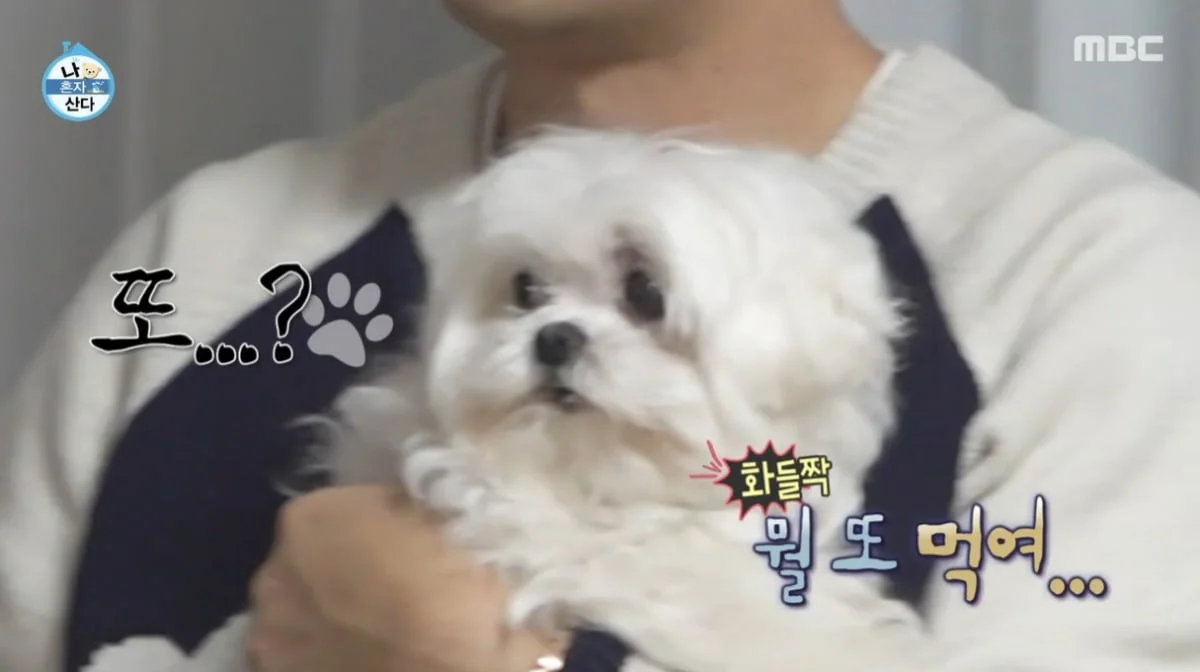 나혼산 꽃분이 추모 회차 시청률 1위