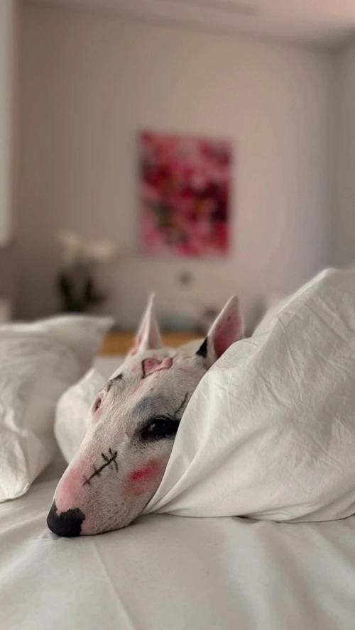 Lee Hye-young's Dog Makeup Sparks Controversy