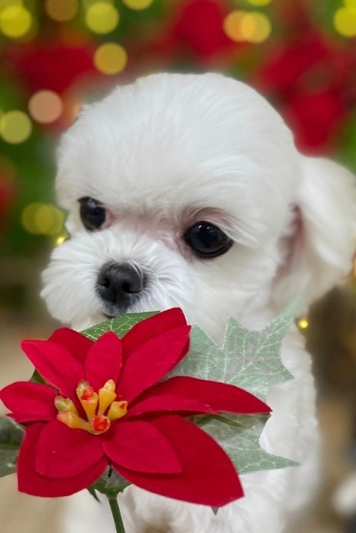 구성환, 꽃분이 펫로스 증후군