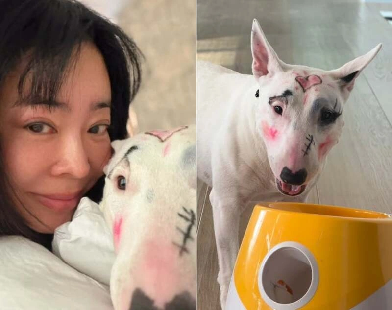 이혜영 반려견 풀메이크업 논란