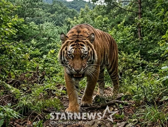 왕사남, 호랑이 CG 수정 작업